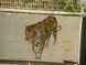  tigre dessiné sur un mur, Mosko et associes